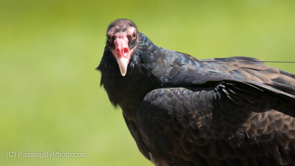 Turkey Vulture Up Close