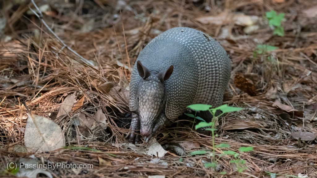 Nine-banded Armadillo