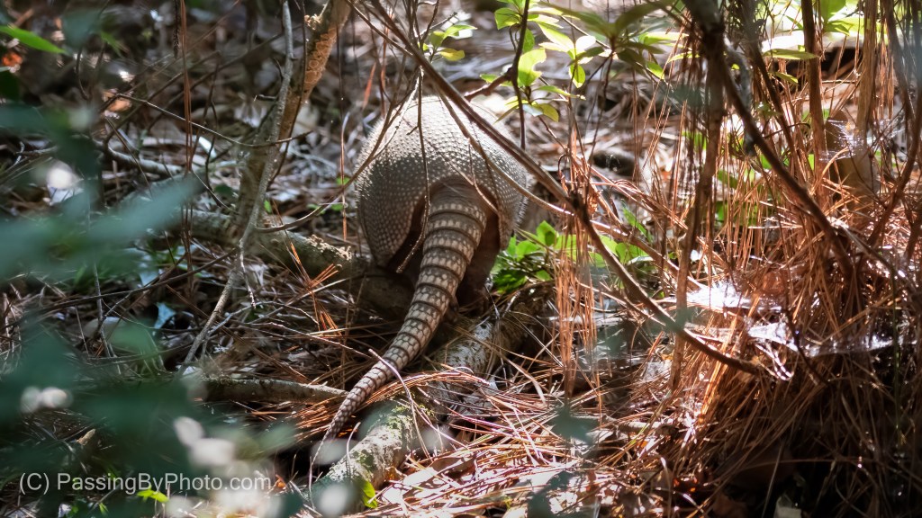 Nine-banded Armadillo