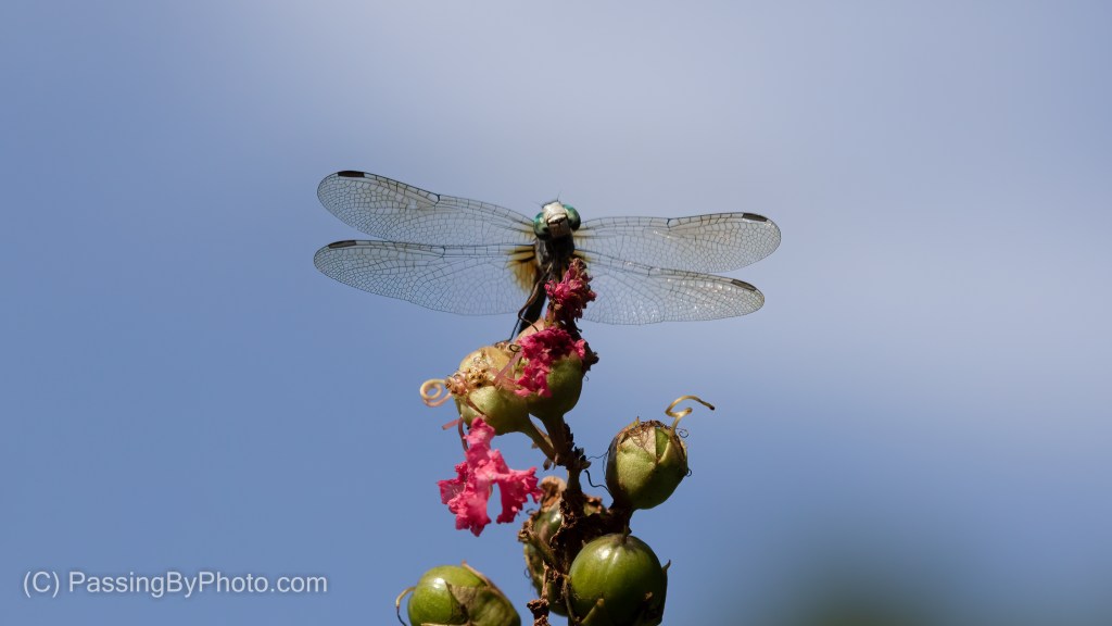 Blue Dasher on Waning Crepe Myrtle Blossom