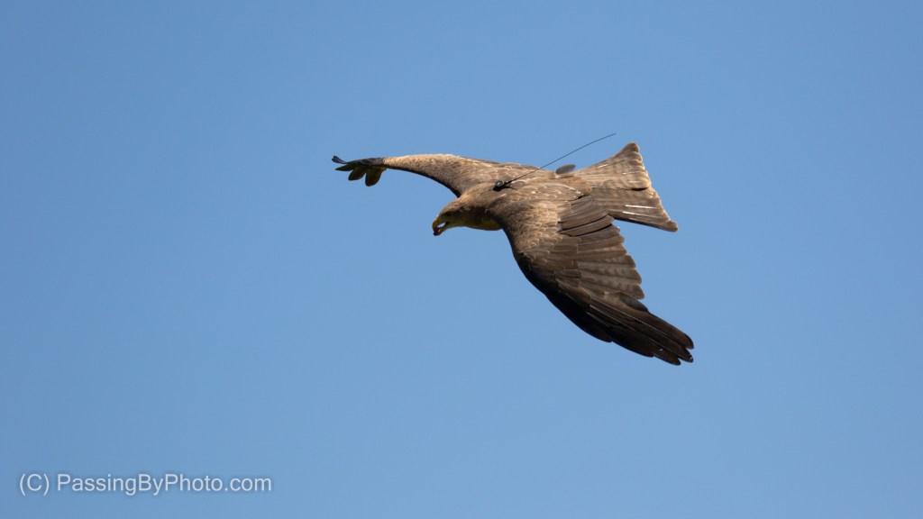 Yellow-billed Kite