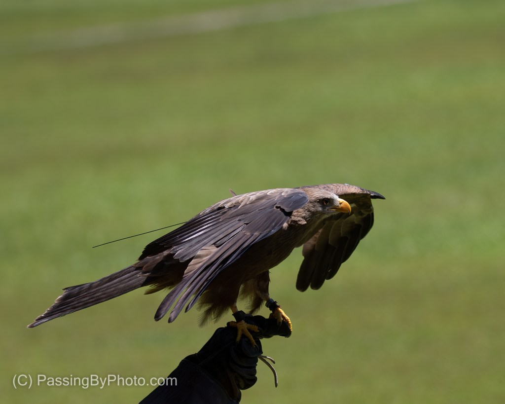 Yellow-billed Kite