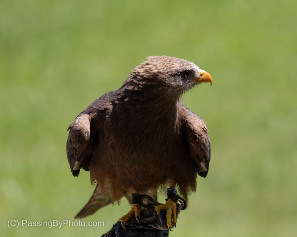 Yellow-billed Kite