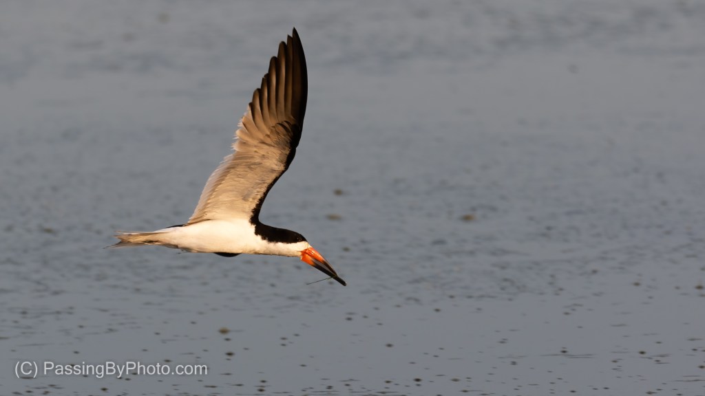 Black Skimmer