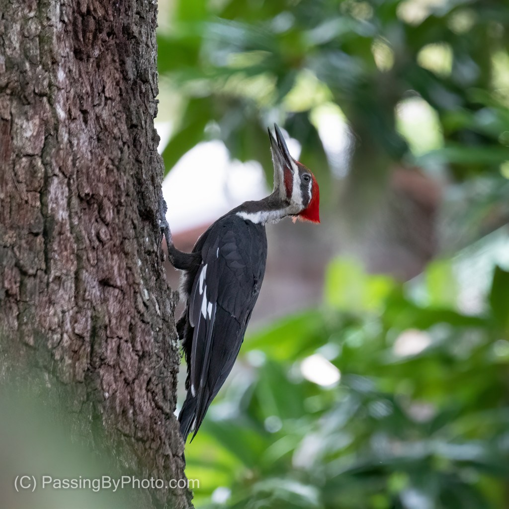 Pileated Woodpecker