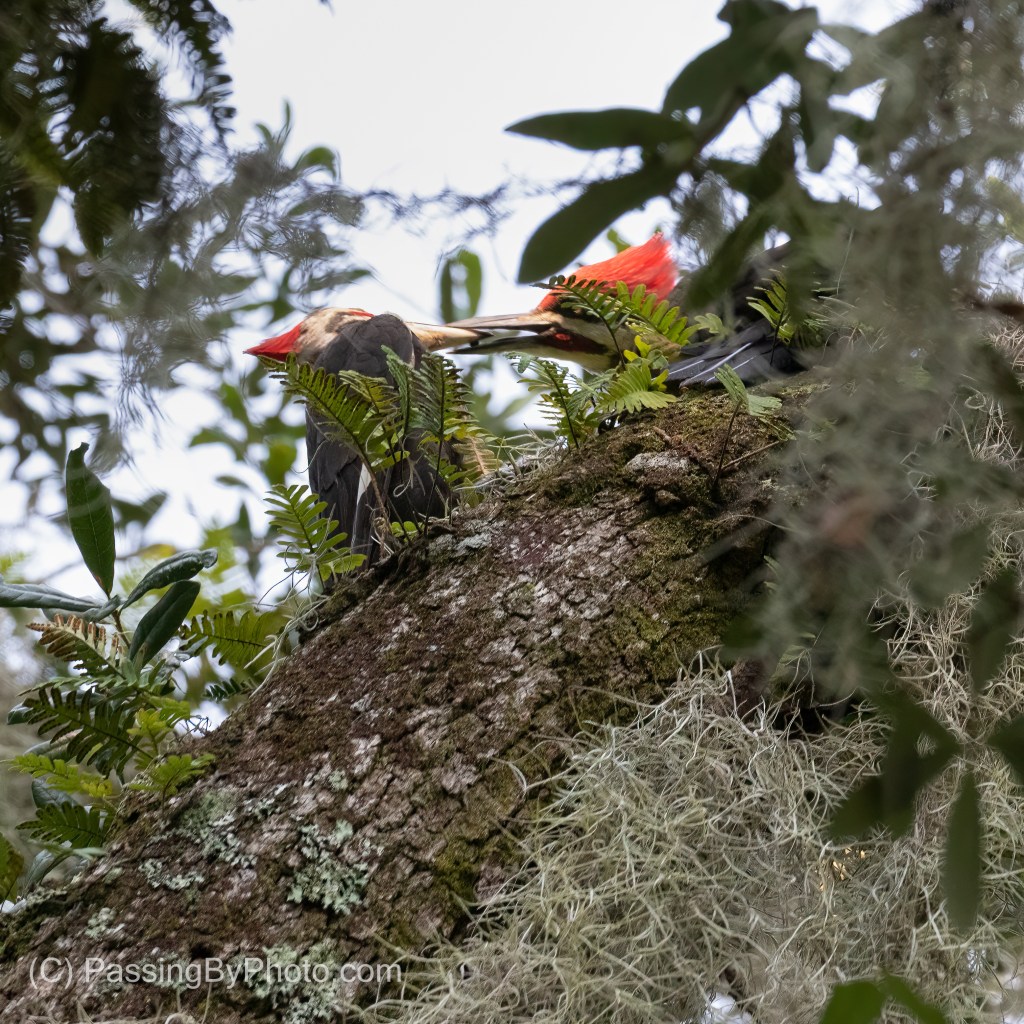Pileated Woodpecker
