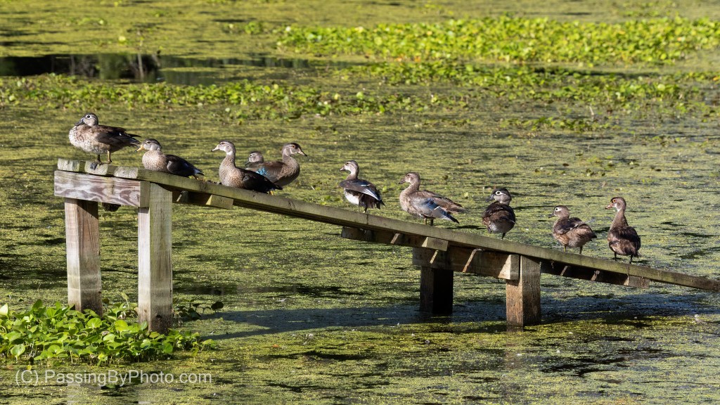 Wood Ducks On Alligator Ramp