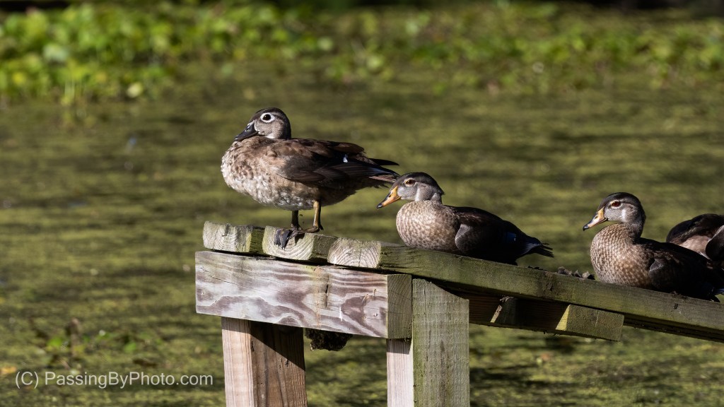 Wood Ducks On Alligator Ramp