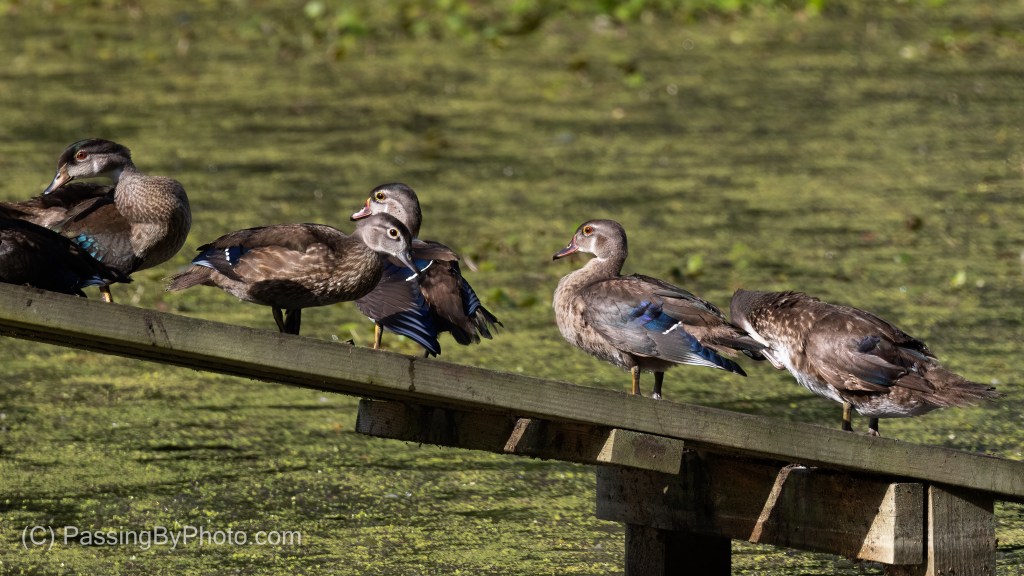 Wood Ducks On Alligator Ramp