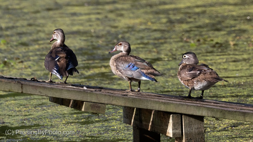 Wood Ducks On Alligator Ramp