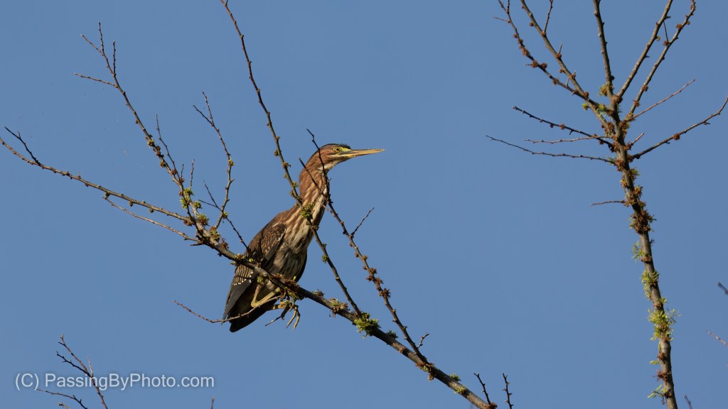 Green Heron