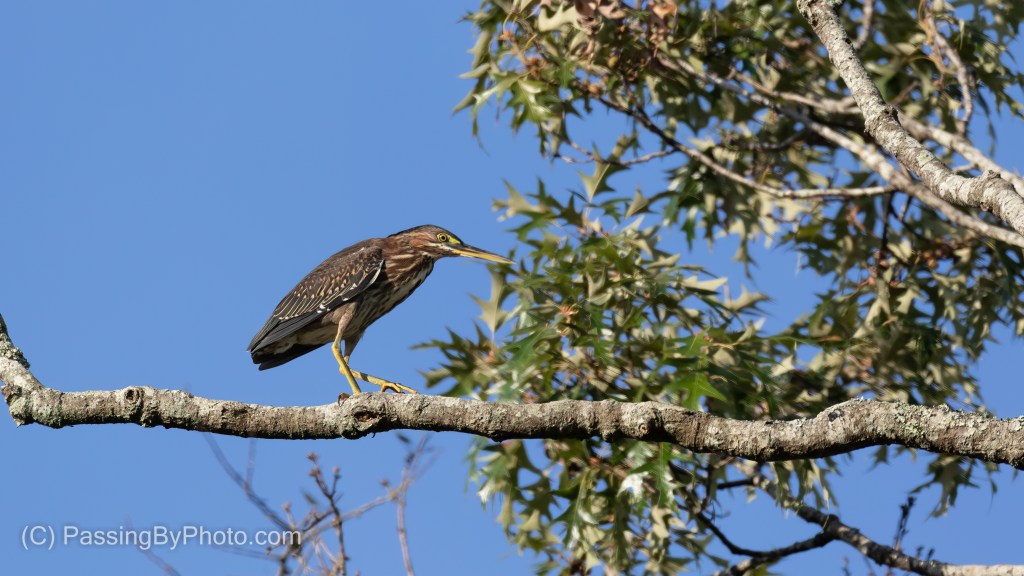 Green Heron
