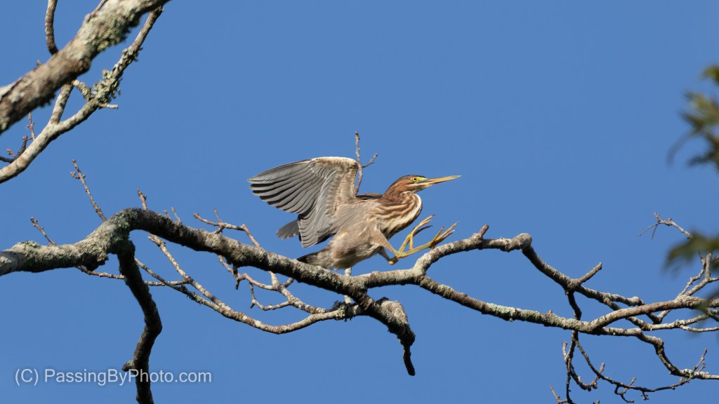 Green Heron