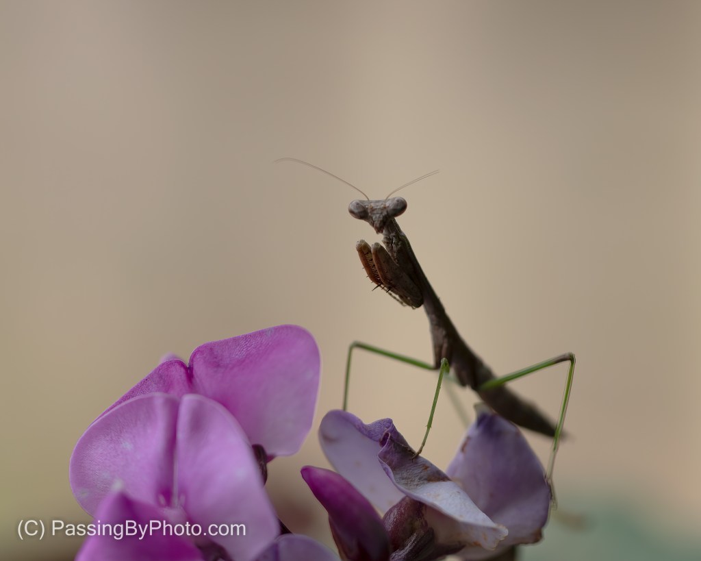 Praying Mantis on Hyacinth Bean Flower