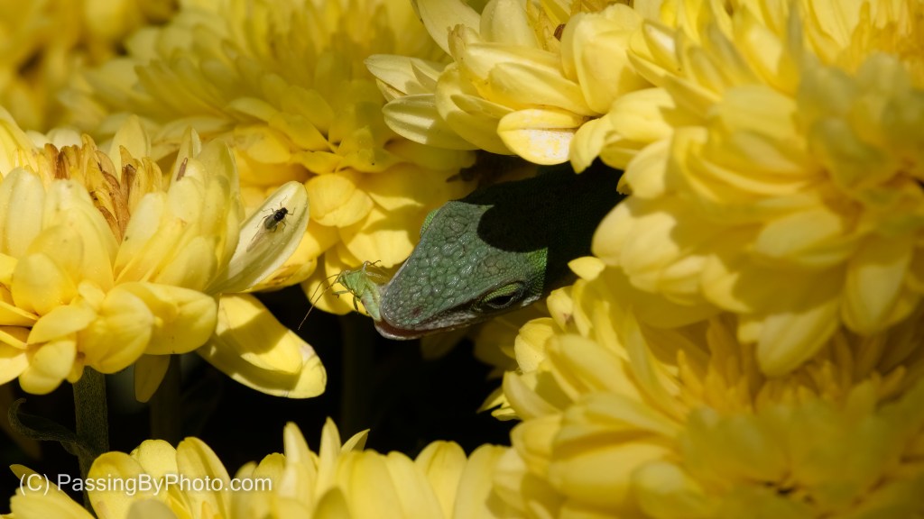 Carolina Anole on Chrysanthemum 