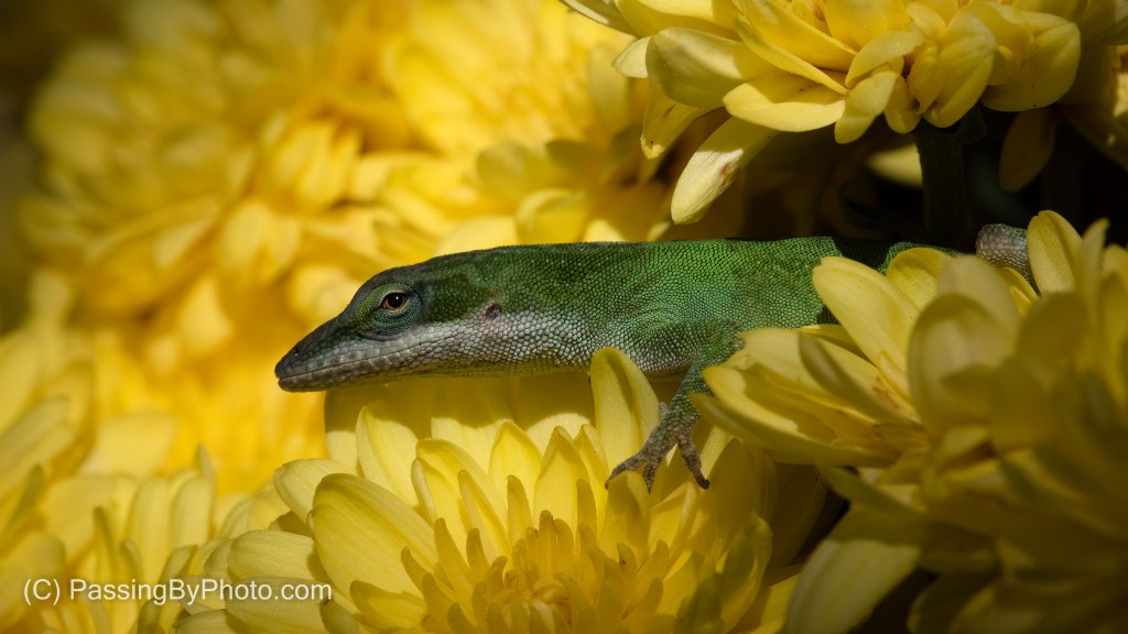 Carolina Anole on Chrysanthemum 
