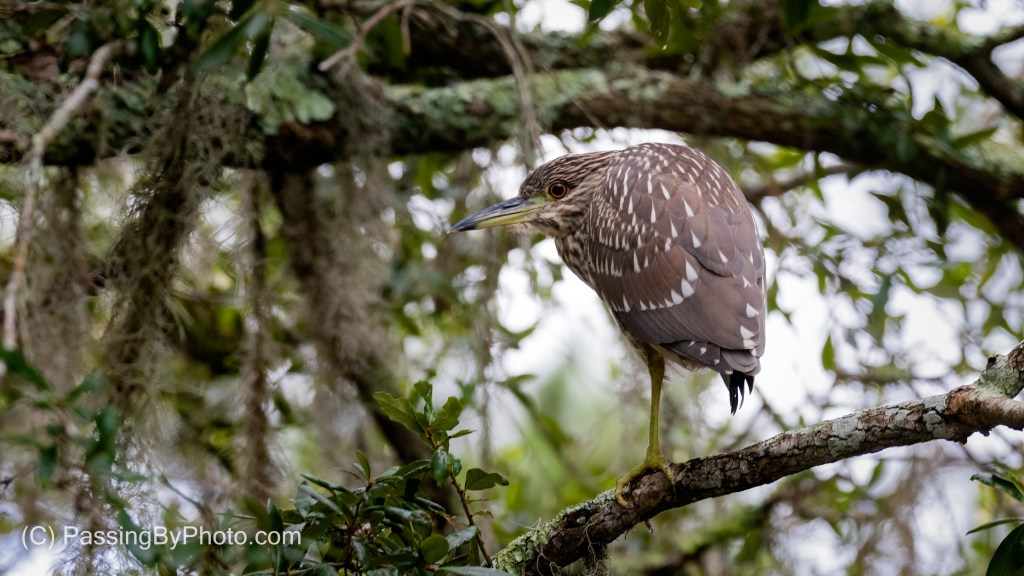 Juvenile Black-crowned Night-heron