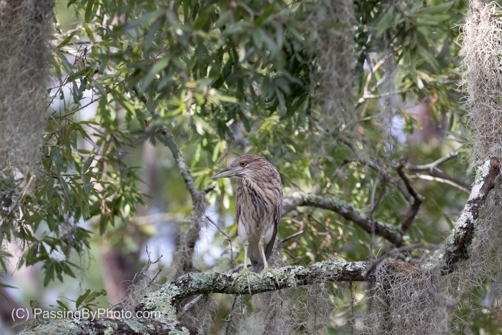 Juvenile Black-crowned Night-heron