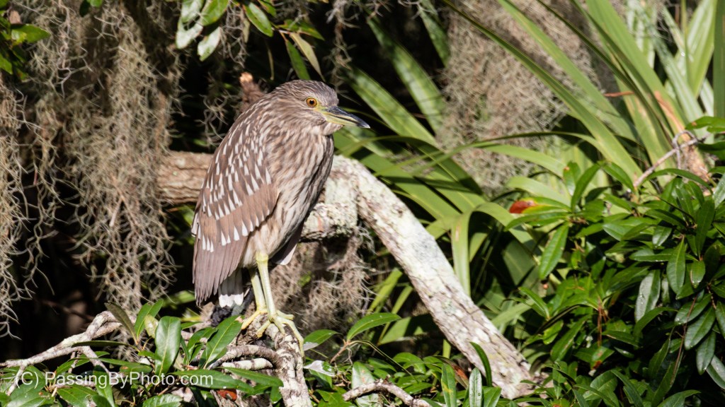 Juvenile Black-crowned Night-heron