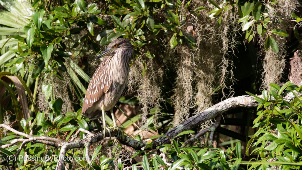 Juvenile Black-crowned Night-heron