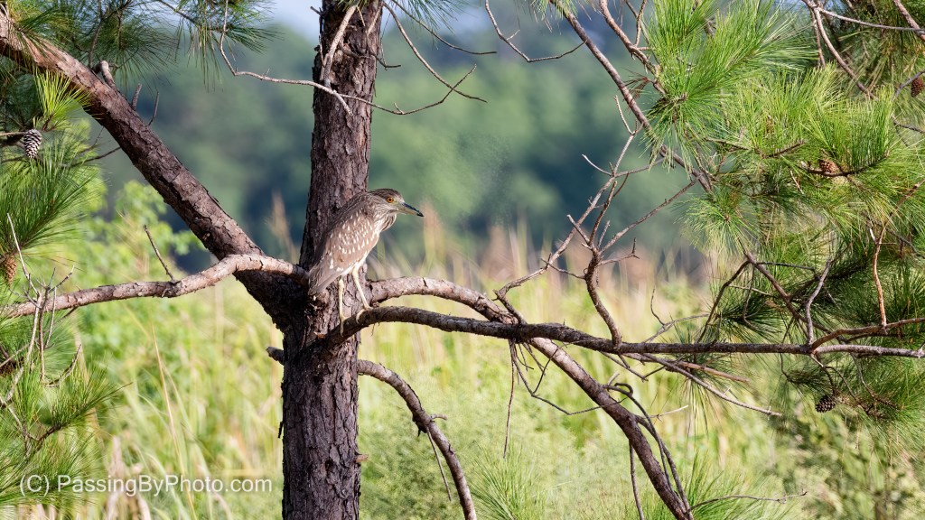 Juvenile Black-crowned Night-heron