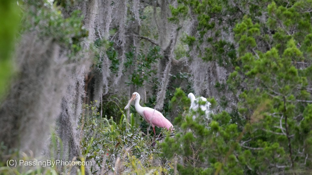 Roseate Spoonbill and Great Egret