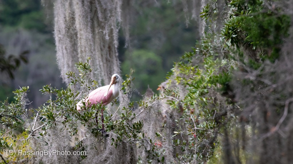 Roseate Spoonbill