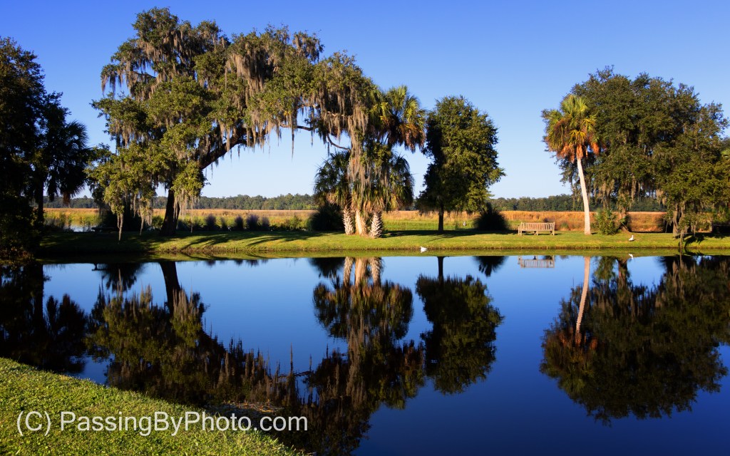 Pond Reflections