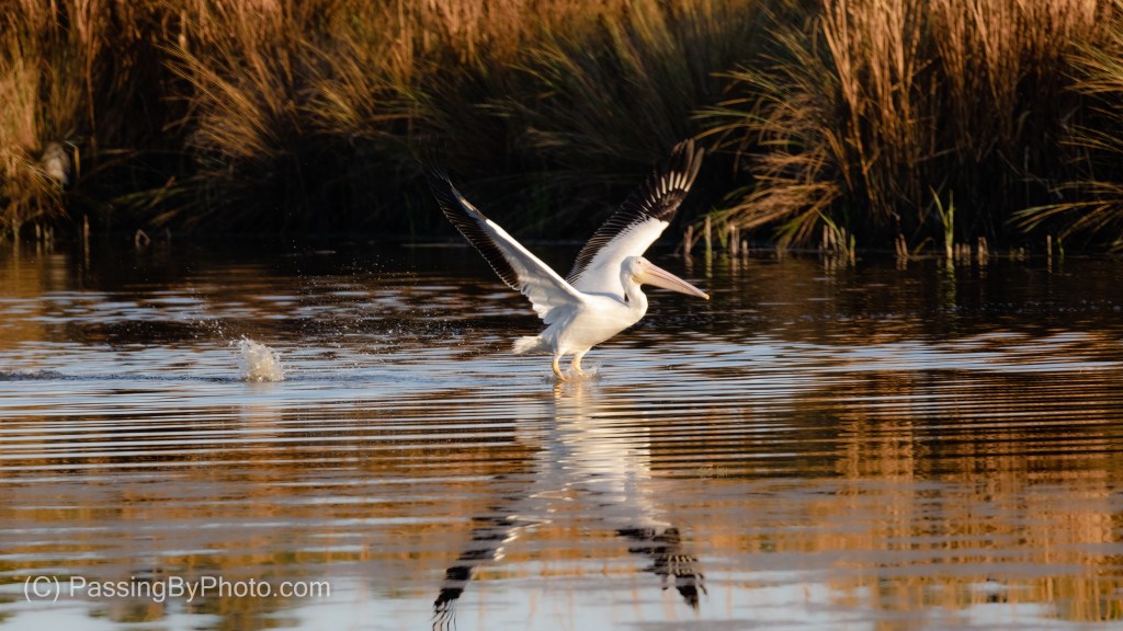 American White Pelican Taking Off
