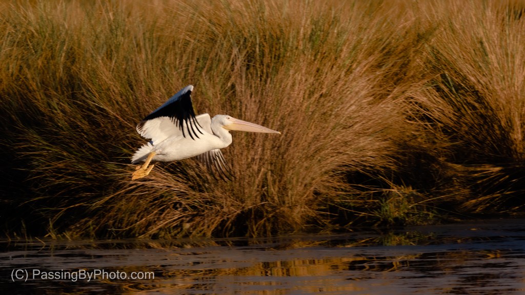 American White Pelican Taking Off