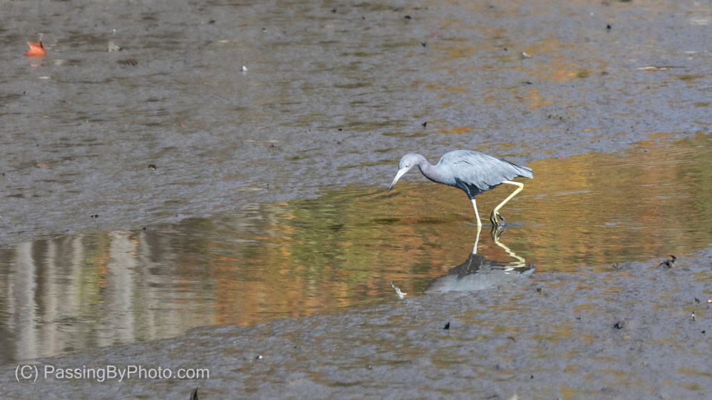 Little Blue Heron Fishing