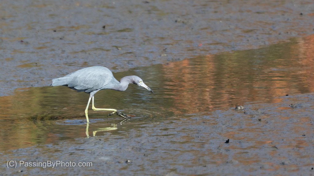 Little Blue Heron Fishing