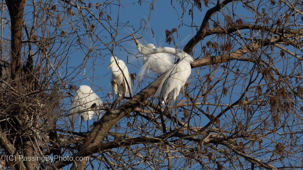 Great Egrets, Breeding Plumage