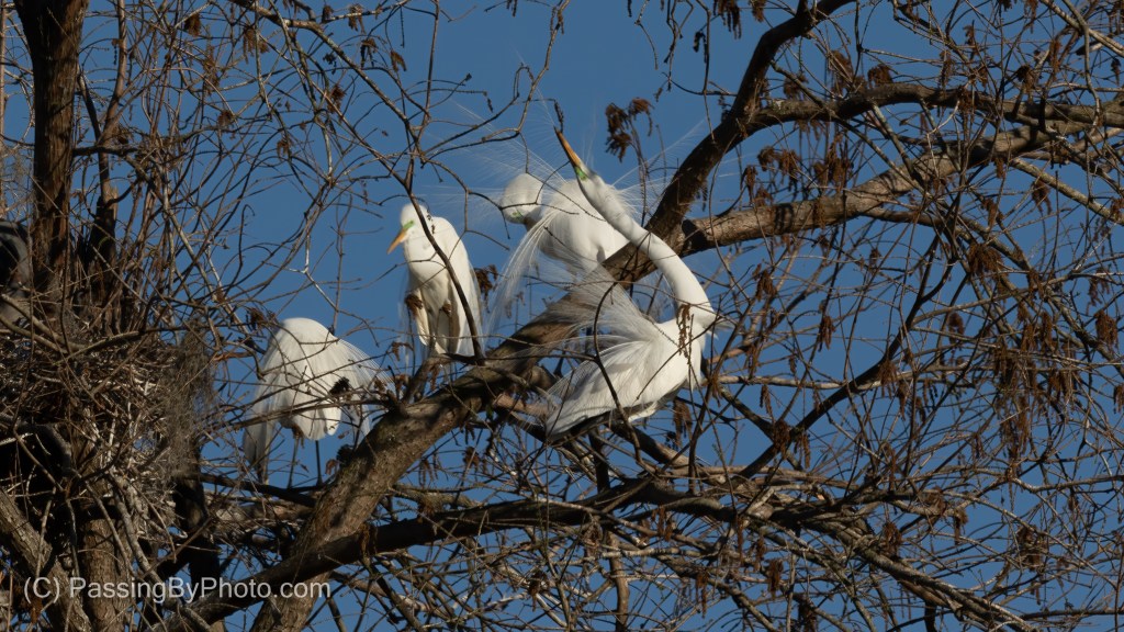 Great Egrets, Breeding Plumage
