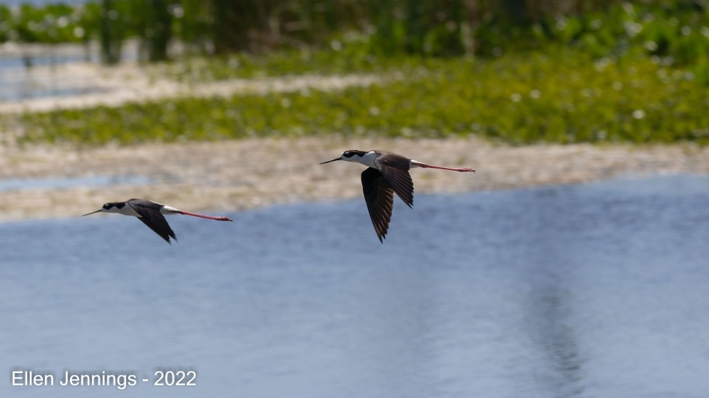 Pair of Black-necked Stilts in Flight