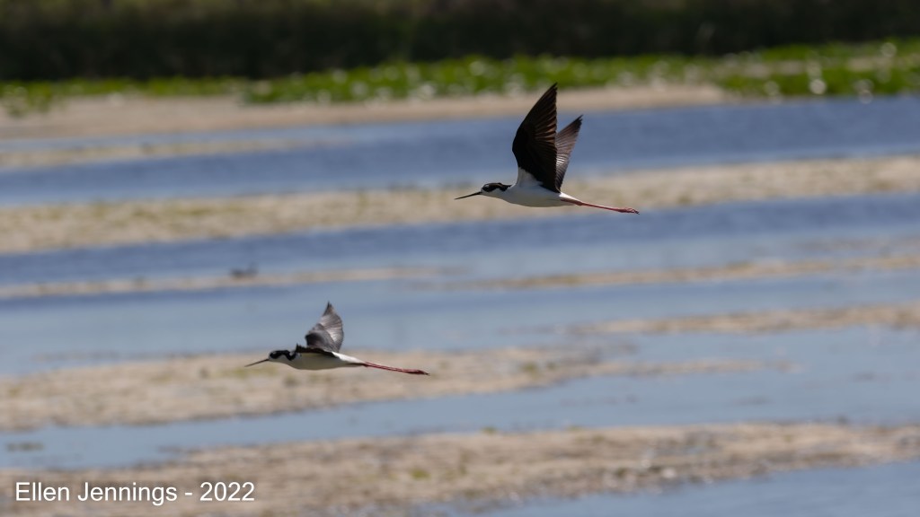 Pair of Black-necked Stilts in Flight