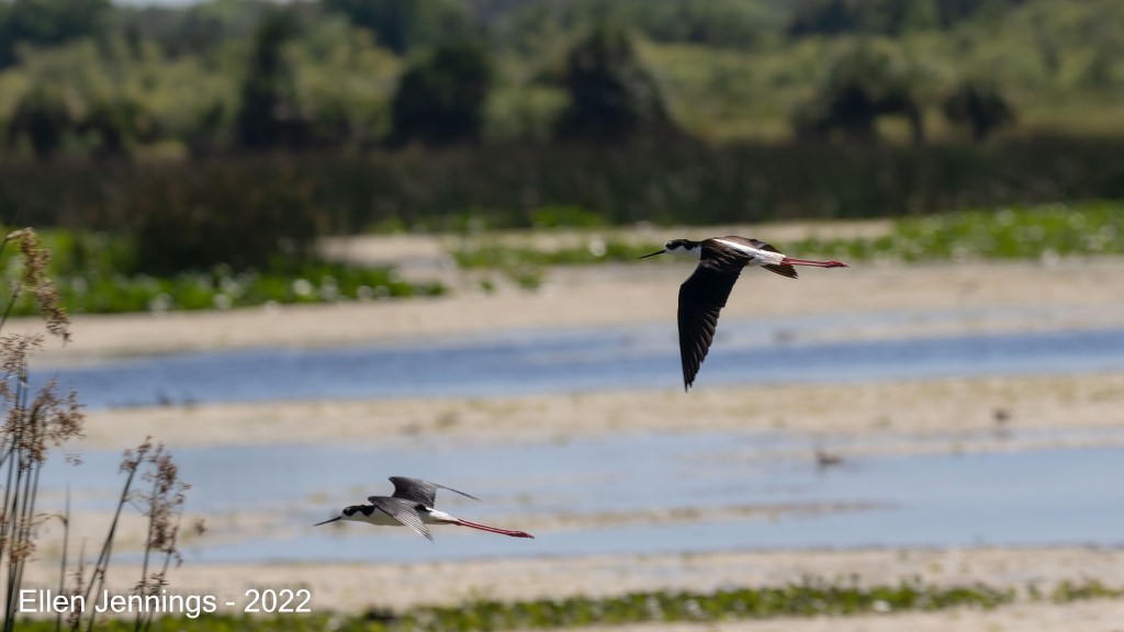 Pair of Black-necked Stilts in Flight
