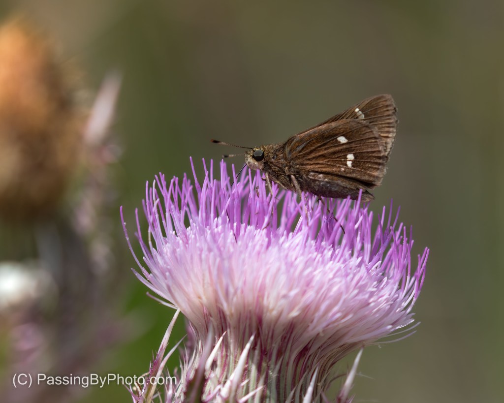 Skipper Butterfly on Purple Thistle Bloom