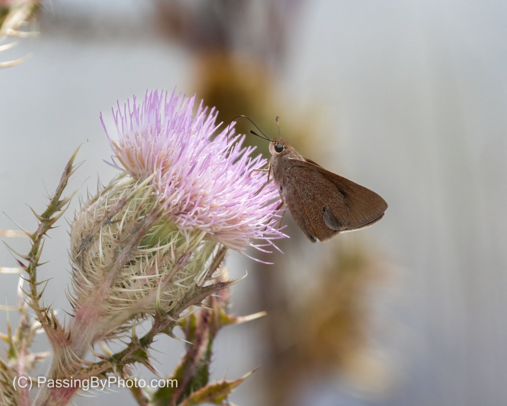 Skipper Butterfly on Purple Thistle Bloom