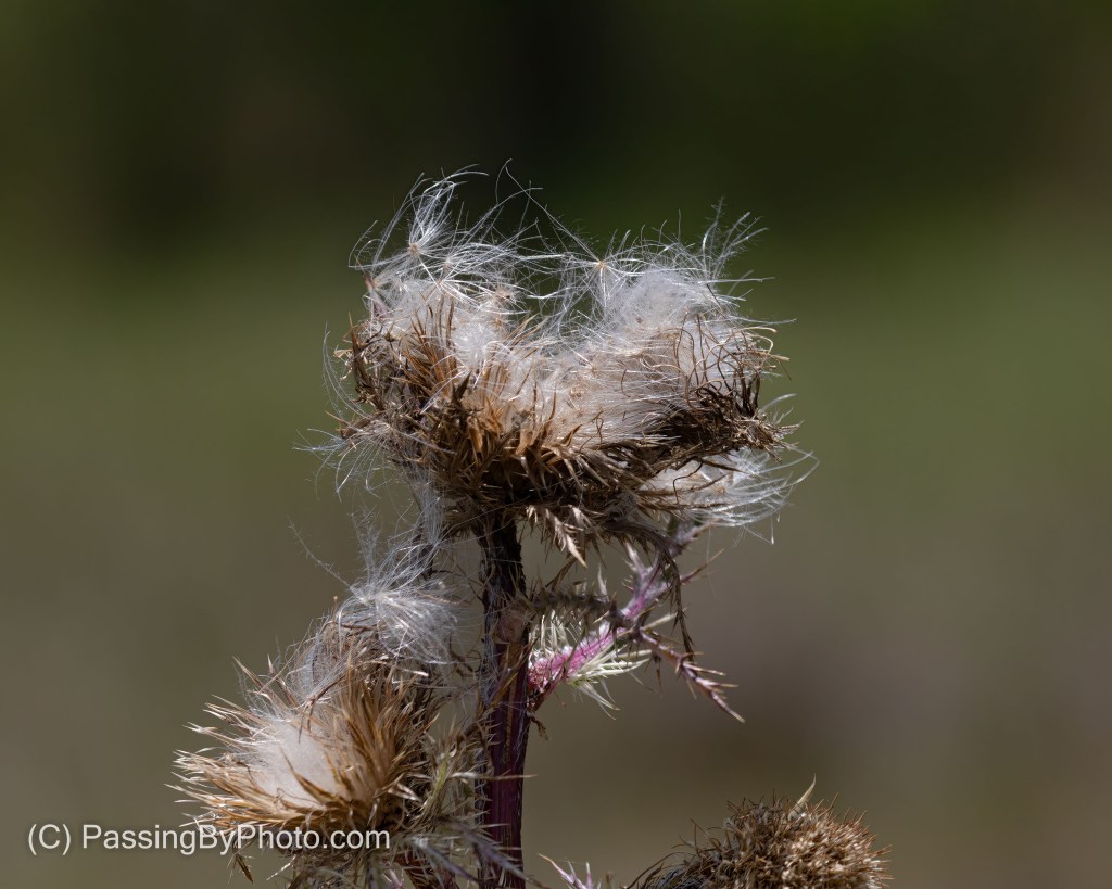 Goneby Thistle Bloom