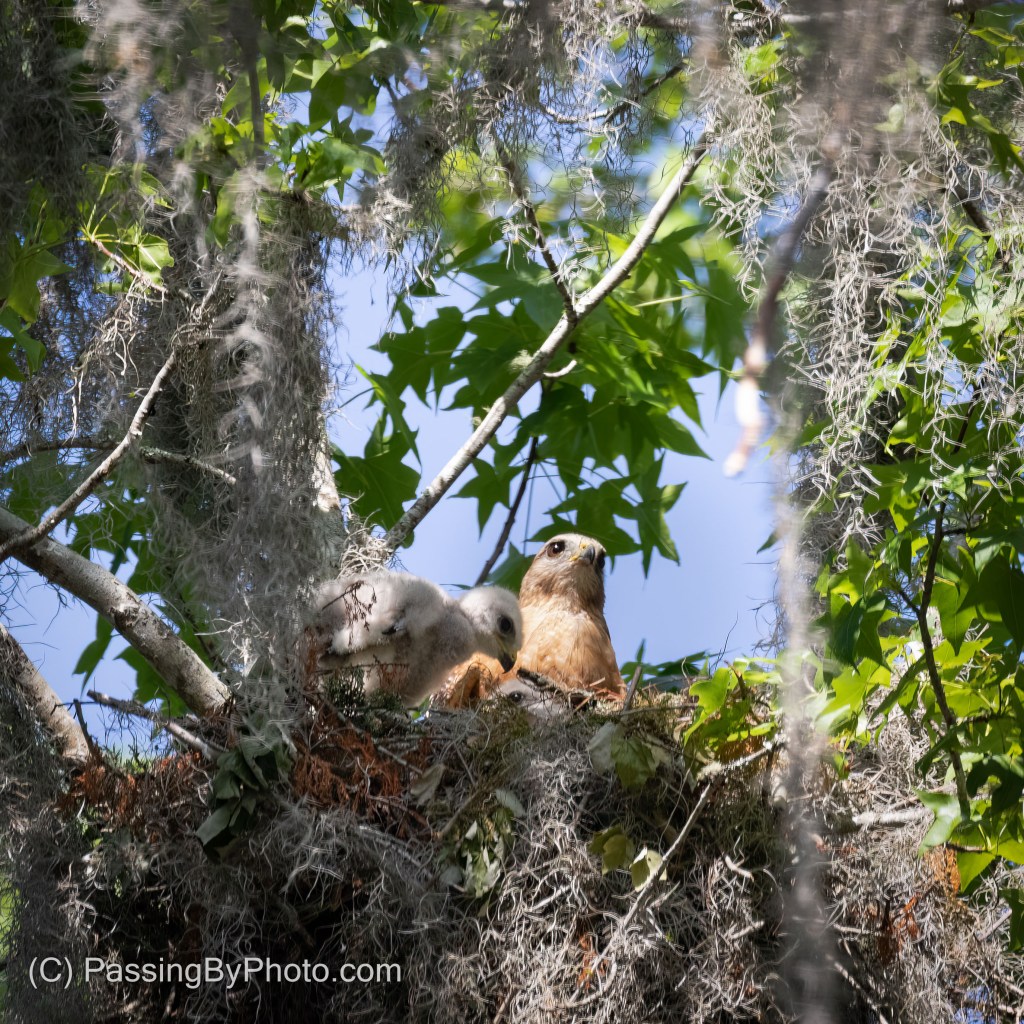 Red-shouldered Hawk in Nest With Chicks