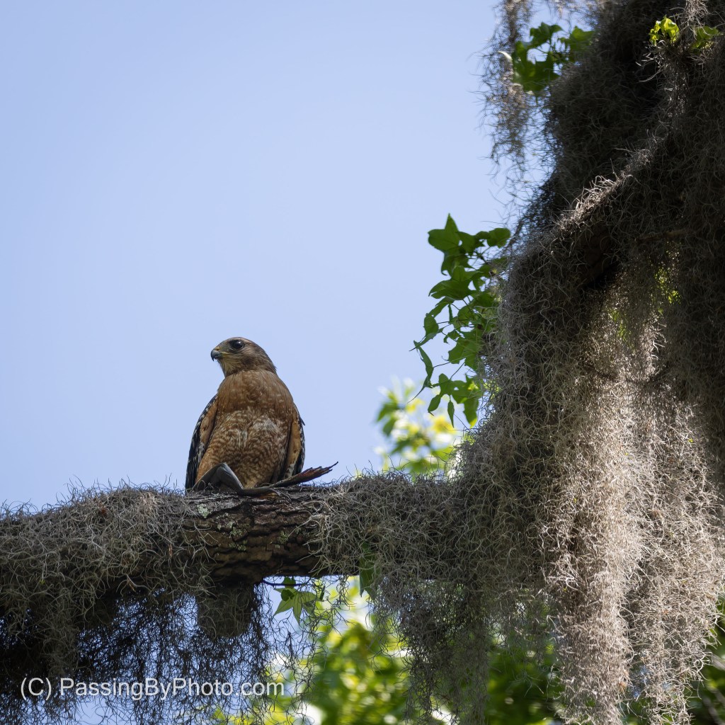 Red-shouldered Hawk with Frog