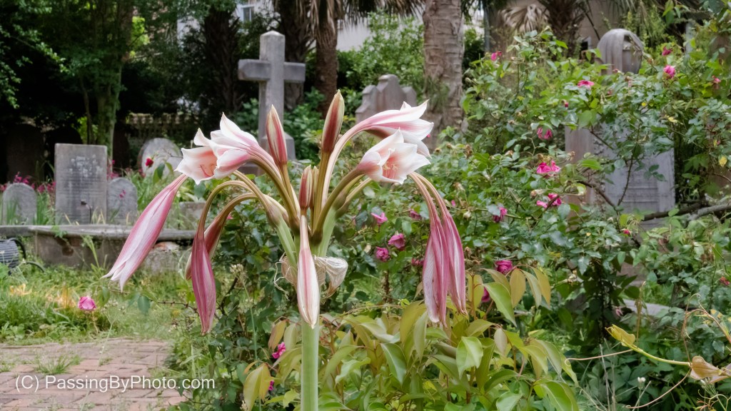 Pink Lily In Graveyard