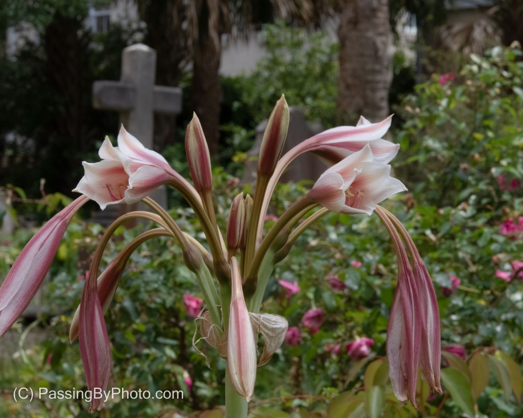 Pink Lily In Graveyard