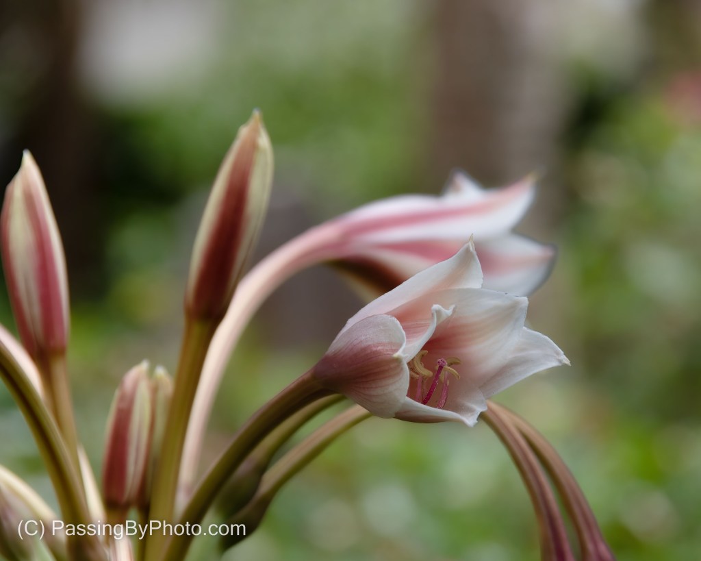 Pink Lily In Graveyard