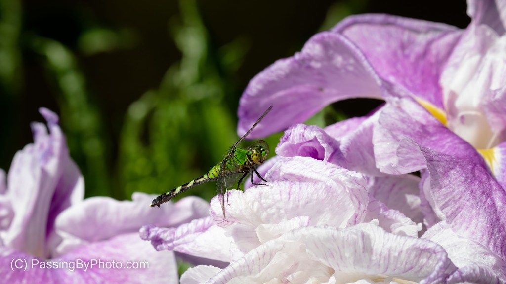 Eastern Pondhawk on Purple Lily