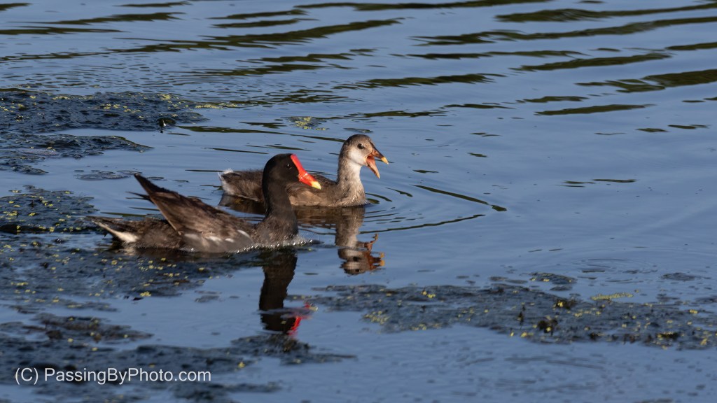 Adult and Juvenile Common Gallinule