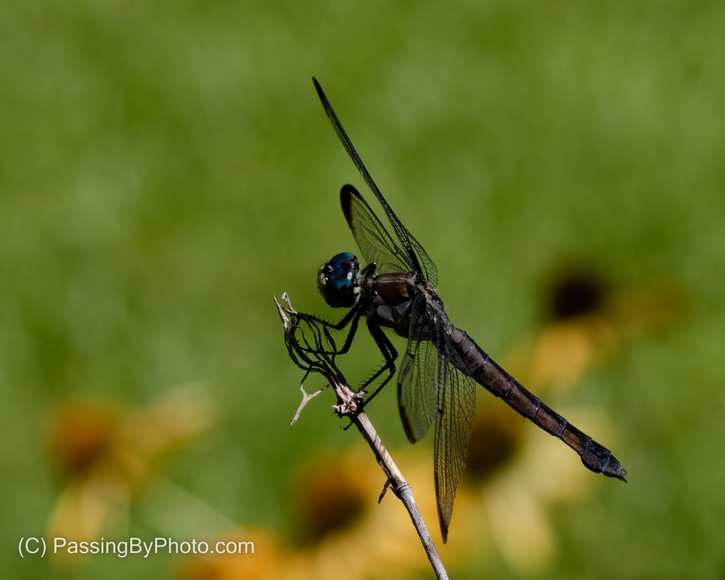Great Blue Skimmer
