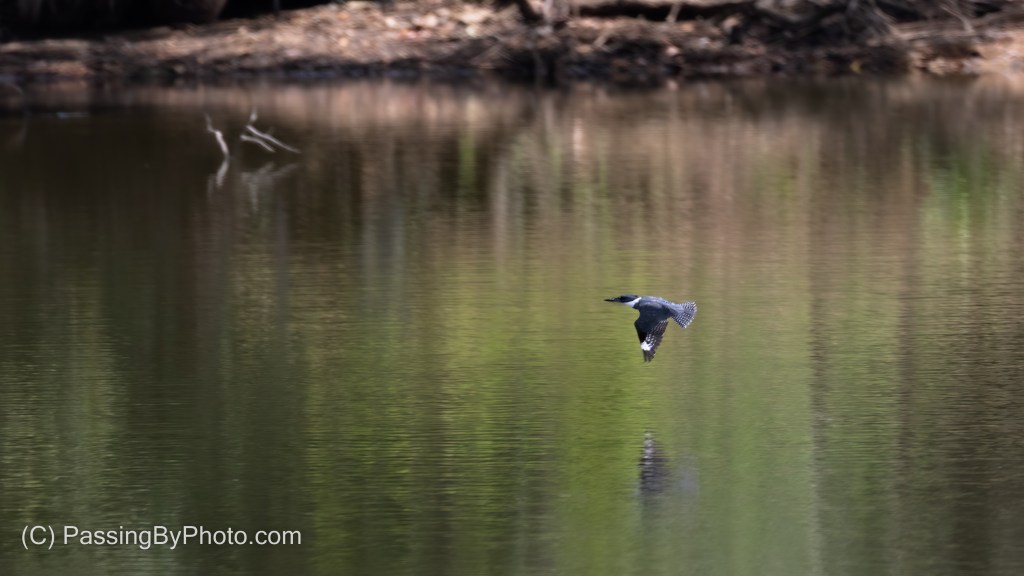 Belted Kingfisher Over Pond