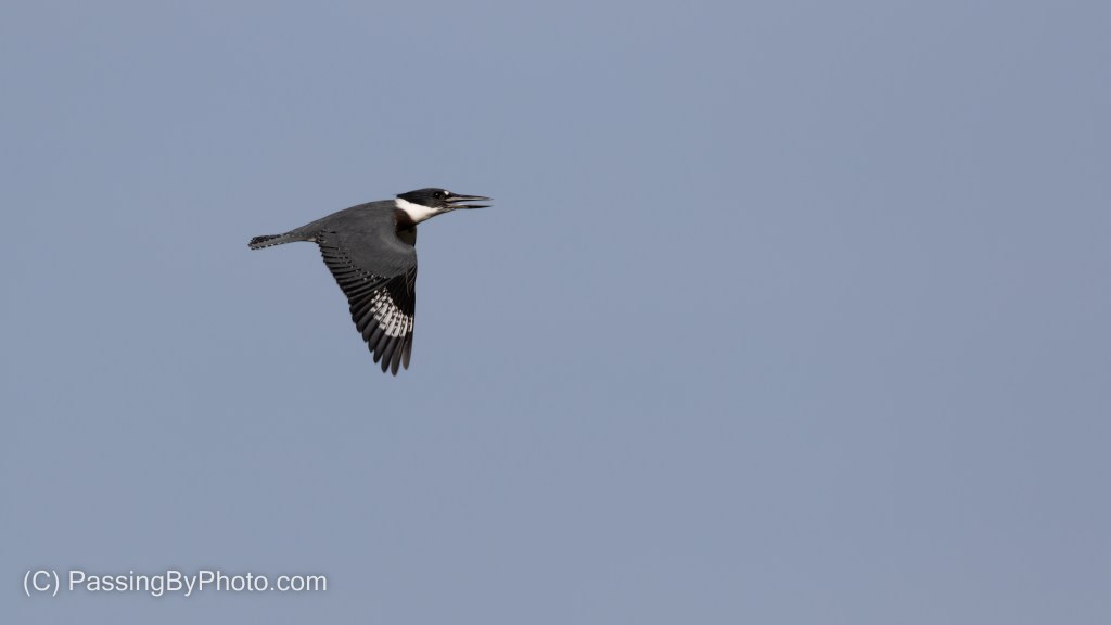 Belted Kingfisher